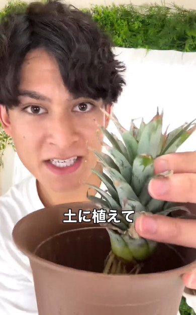 パイナップルのヘタを育てる