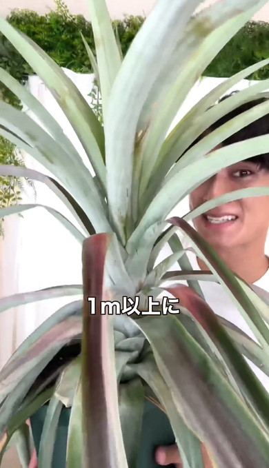 パイナップルのヘタを育てる