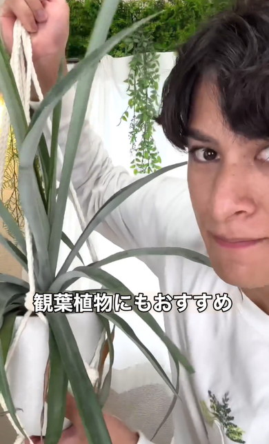 パイナップルのヘタを育てる