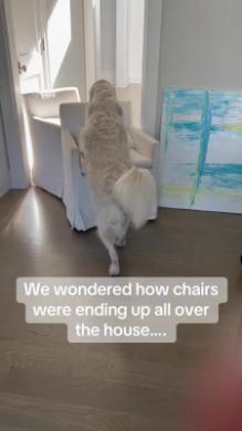 器用に椅子を移動させるワンコ