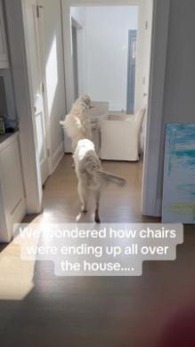 ソファを移動させるワンコ