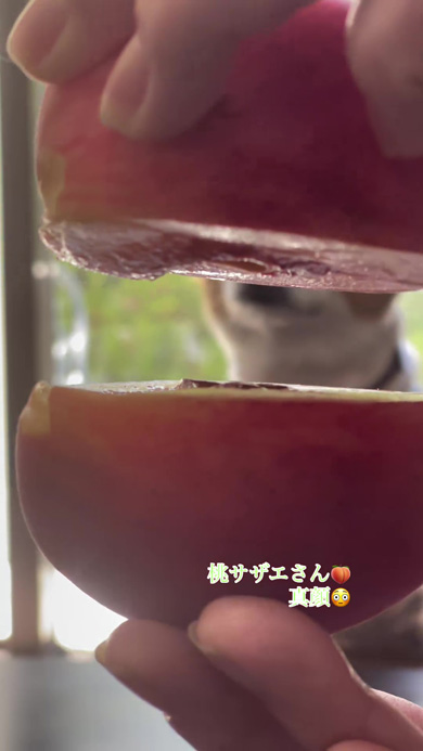 大人しく待つワンコ