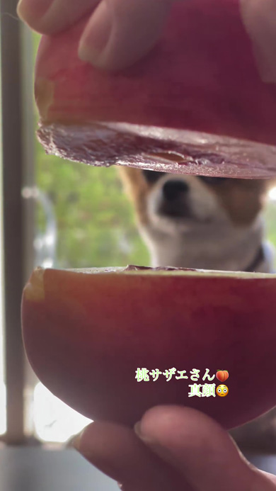 顔を見せるワンコ