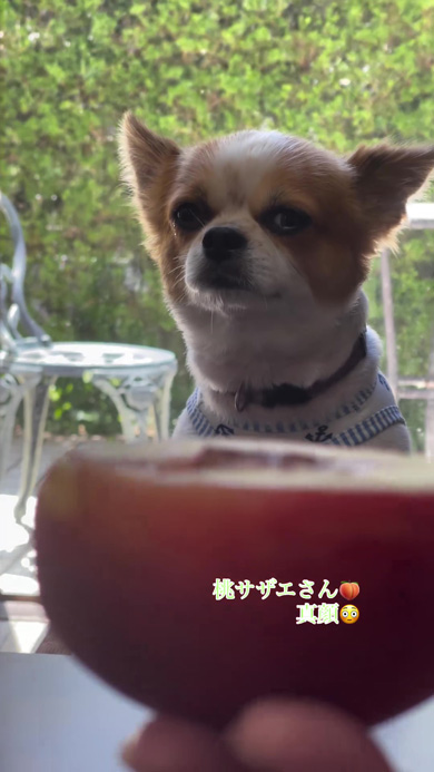 視線が冷たいワンコ