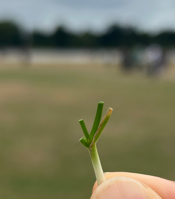 12歳 男の子 小さい ネギ 雑草 そっくり 友人の息子