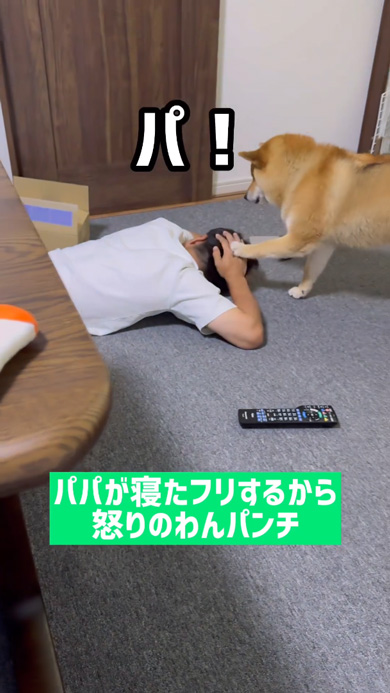 寝たフリ パパ 怒り パンチ 柴犬 起こす