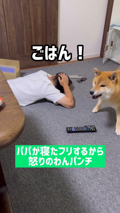 寝たフリ パパ 怒り パンチ 柴犬 起こす