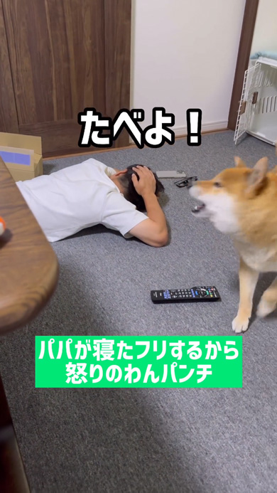 寝たフリ パパ 怒り パンチ 柴犬 起こす