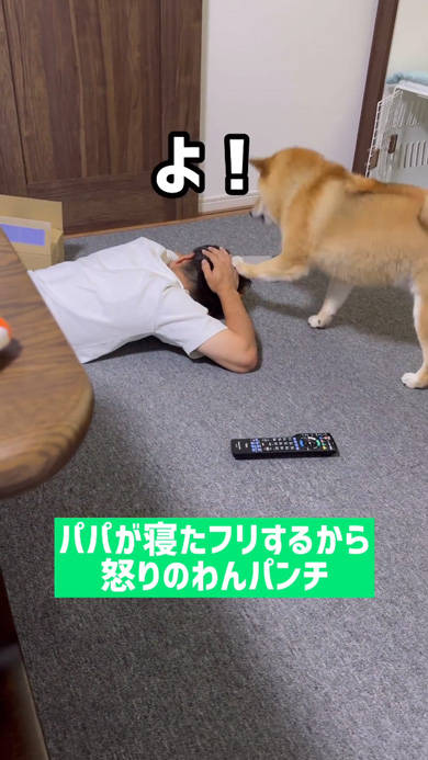 寝たフリ パパ 怒り パンチ 柴犬 起こす