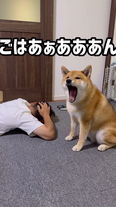 寝たフリ パパ 怒り パンチ 柴犬 起こす