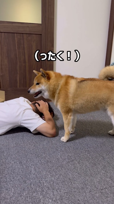 寝たフリ パパ 怒り パンチ 柴犬 起こす