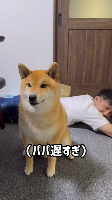 寝たフリ パパ 怒り パンチ 柴犬 起こす