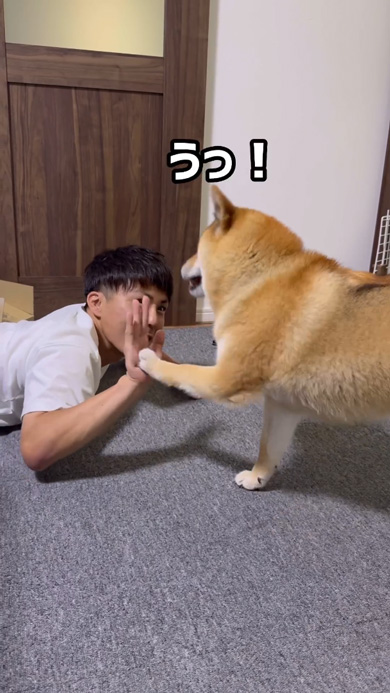 寝たフリ パパ 怒り パンチ 柴犬 起こす