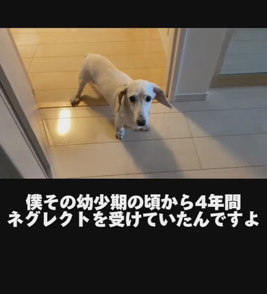 ミニチュアダックスフントのワンコ