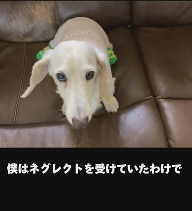 ミニチュアダックスフントのワンコ