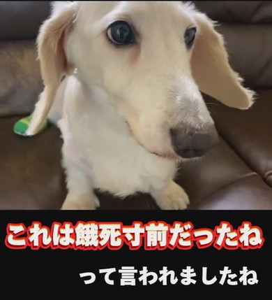 ミニチュアダックスフントのワンコ