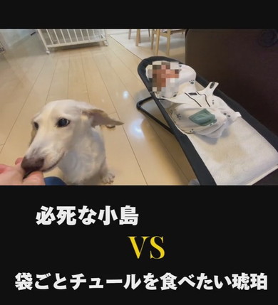 ミニチュアダックスフントのワンコ