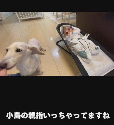 ミニチュアダックスフントのワンコ