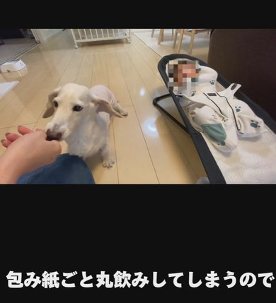 ミニチュアダックスフントのワンコ