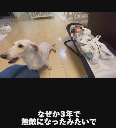 ミニチュアダックスフントのワンコ