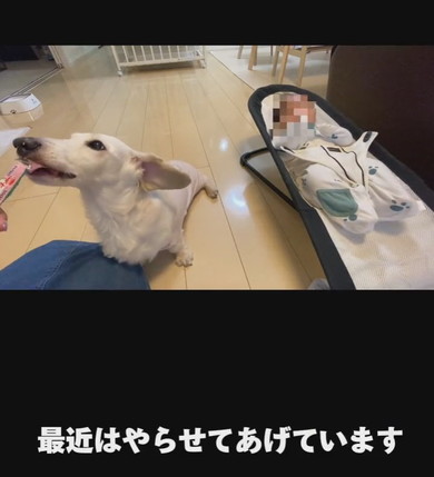 ミニチュアダックスフントのワンコ