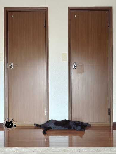 ドアの前で寝ている猫ちゃん