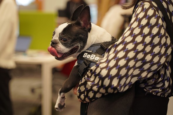 【PR】 Amazon ペット保険 わんにゃん安心保険