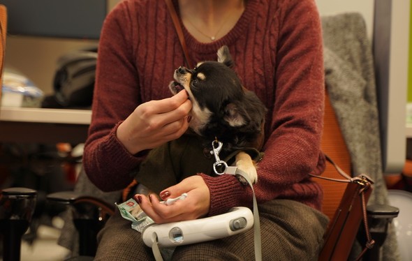 【PR】 Amazon ペット保険 わんにゃん安心保険