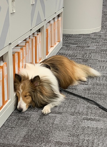 【PR】 Amazon ペット保険 わんにゃん安心保険