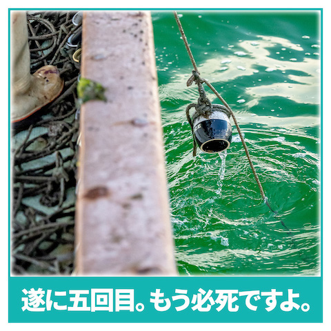 淡路屋 ひっぱりだこ飯 駅弁 漁 実証 明石 たこ