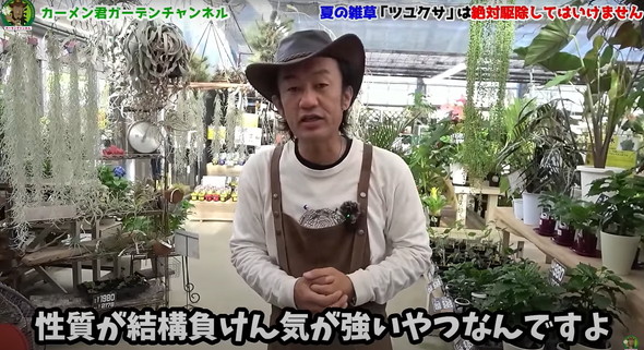 駆除してはいけない雑草