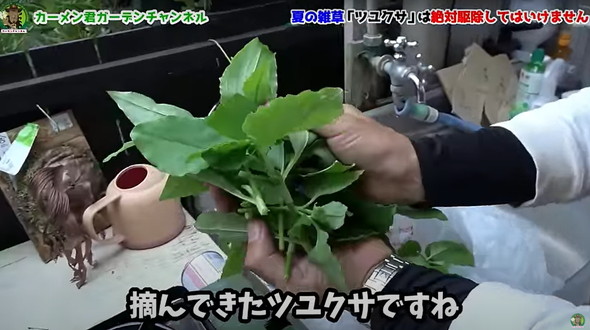駆除してはいけない雑草