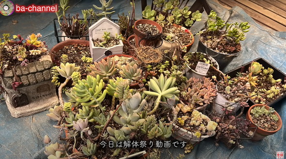 多肉植物たちを解体