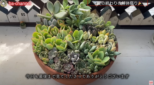 多肉植物たちを解体