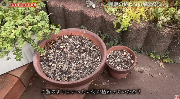 多肉植物たちを解体