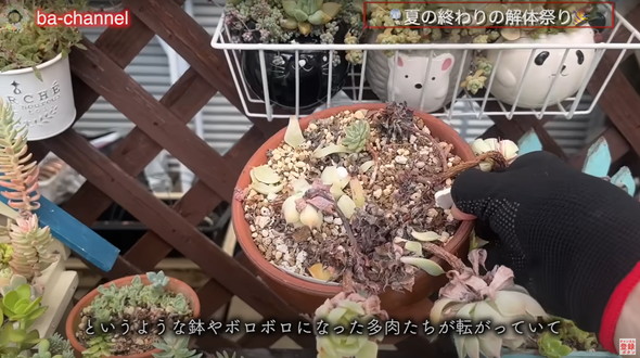 多肉植物たちを解体