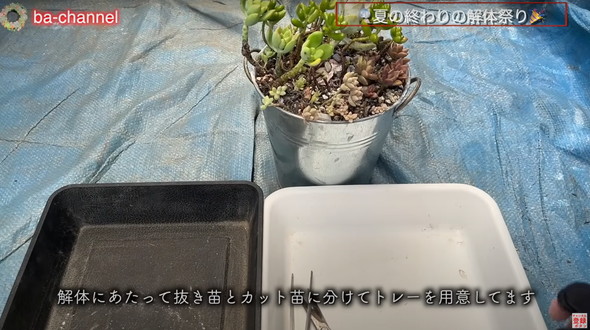 多肉植物たちを解体