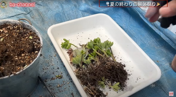 多肉植物たちを解体