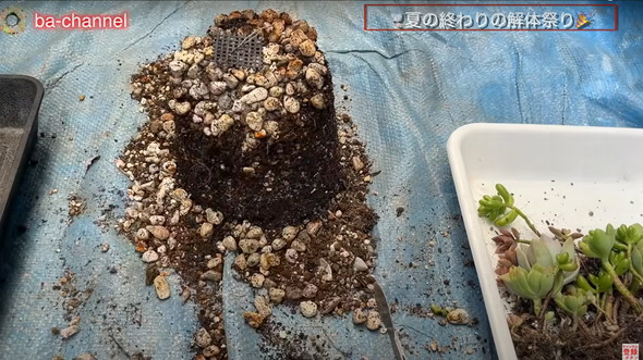 多肉植物たちを解体