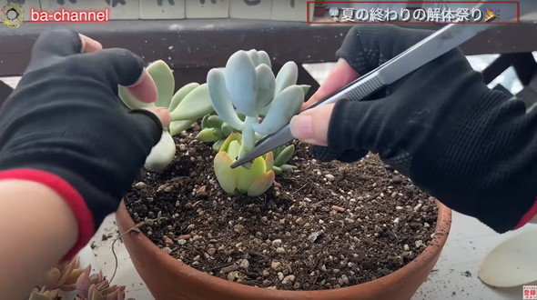 多肉植物たちを解体