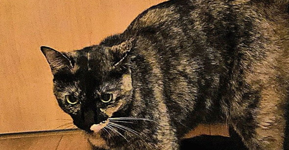 明け方に猫たちをのぞいてみたら……　飼い主が目撃した“儀式”に「すごいの撮れましたね！？」「お腹痛いわww」（1/3） | 猫 ねとらぼ