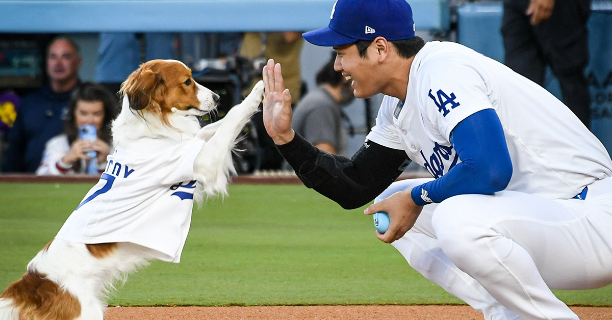 仕事早いな！ 大谷翔平の愛犬“デコピン”、大反響の始球式が