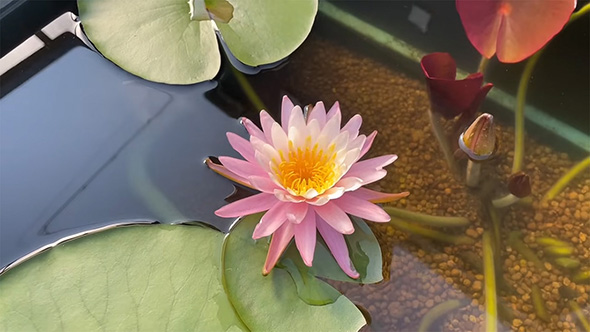 ピンクの睡蓮