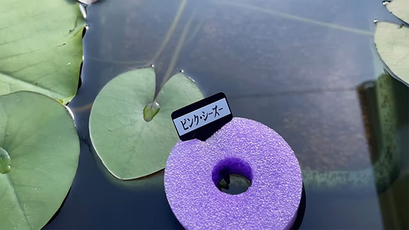 ピンク・シーズー