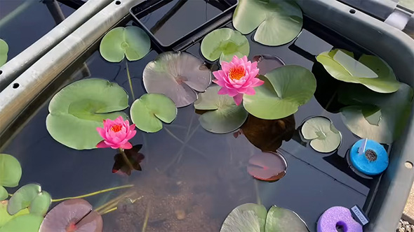 ミッドナイト漆黒フェイ・マクド