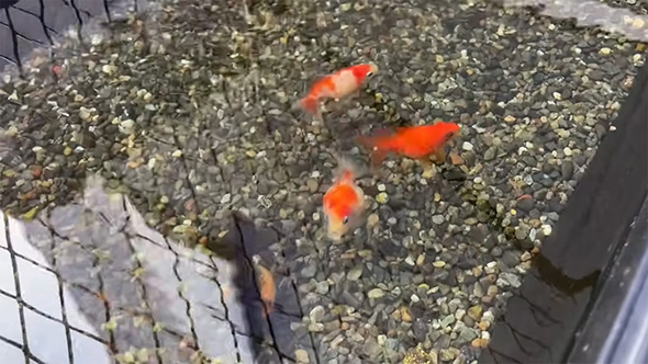 ピンポンパール