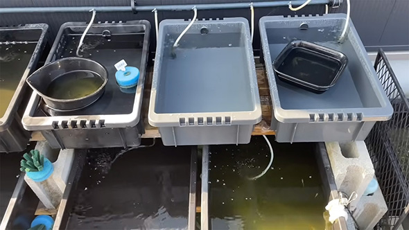 エアレーションありのメダカコーナー