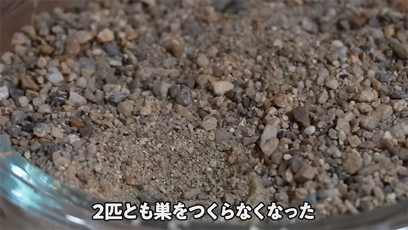 2匹とも巣を作らなくなった