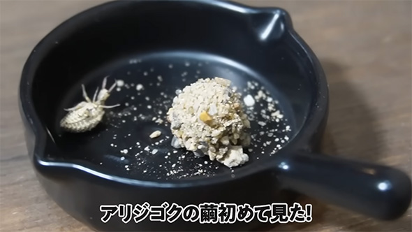 アリジゴクの繭