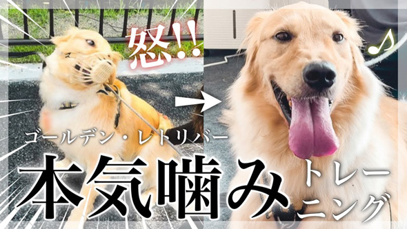 かみぐせのある大型犬がドッグトレーナーと改善トレーニング